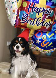 Male cavalier king charles spaniel. Happy Birthday Francis Cavalier King Charles King Charles Spaniel King Charles