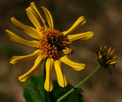 Image result for Lipotriche