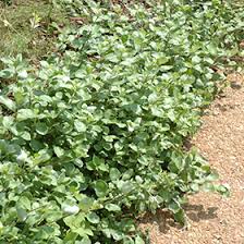 Image result for Vitex fischeri