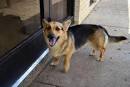 11 Things You Need to Know about the Corgi German Shepherd Mix