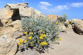 Image result for Jacobaea maritima