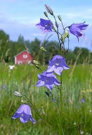 Harebell Campanula Rotundifolia Flowers Naturegate Scottish Flowers Bluebells Flowers Nature