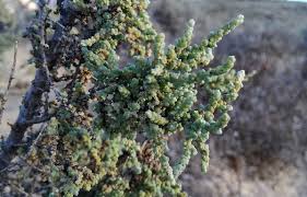 Image result for Caroxylon littoralis