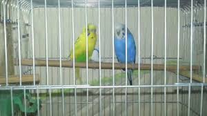 Muhabbet Kusuna Uygun Es Nasil Alinir Veya Secilir Budgerigar Youtube