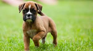 These playful boxer puppies are intelligent & friendly. Best Dog Foods For Boxers Puppies Adults Seniors