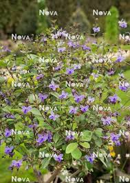 Image result for Rotheca myricoides