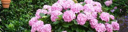 This flowering shrub is part of the rhododendron genus and can be found in abundance in both the northern hemisphere and the southern hemisphere. Shade Plants For Small Gardens Flower Power