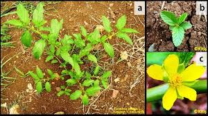 Image result for Corchorus olitorius
