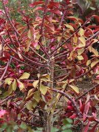 Image result for Synadenium kirkii