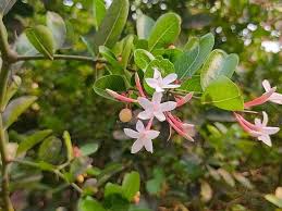 Image result for Carissa