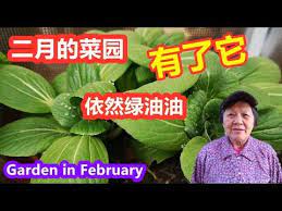 pin by lao on lao cai garden and food in 2021 lao cai laos garden