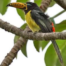 Image result for Pteris auquieri