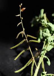 Image result for Indigofera colutea