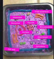 Check spelling or type a new query. Plant Cell Structure Biology Blog