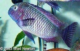 Scientific Name Tropheus Moorii Muzi Common Name S Cherry Rainbow Balik