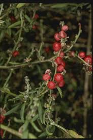 Image result for Lintonia nutans