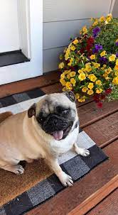 Learn more about colossal pugs in oregon. Ebert Pugs Northwest Oregon Posts Facebook