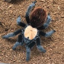 Image result for Centema subfusca