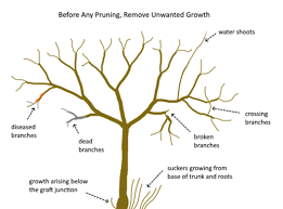 Pruning should be completed when the tree is dormant. Pruning 101 Not Far From The Tree