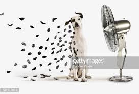 Fan Blowing Spots Off Dalmatian Dog Dog Print Art Dog Art Dalmatian Dogs