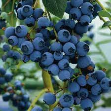 We did not find results for: Growing Blueberries From Seed Blueberry Plant Growing Blueberries Blueberry Bushes