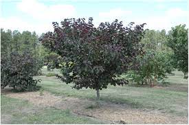 The merlot redbud is a cross between cercis canadensis and texensis that resulted in a more drought and heat tolerant tree that is a definite improvement over forest pansy in that its purple leaves are darker, glossier and thicker and the tree itself has a tighter, denser habit. Ruby Falls And Merlot Redbuds In Hortscience Volume 45 Issue 1 2010