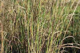 Image result for Andropogon gayanus