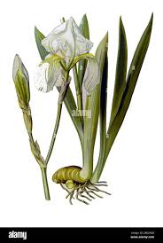 Image result for Iridaceae