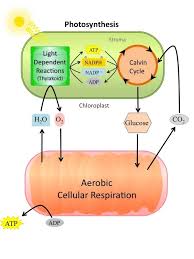 The cells are composed of many or one cells that perform their individual functions. Why Do Plants Need Mitochondria Quora