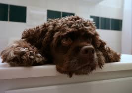 Maybe you would like to learn more about one of these? Beware Black Mold And Pets