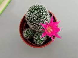 Wild cacti are now under threat from illegal collectors, animal grazing, and building developments. How Often Does A Cactus Flower Bloom Cactusway