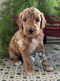 Maybe you would like to learn more about one of these? Goldendoodle Puppies For Sale In Pa Home Land Puppies