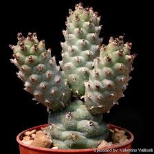 Some of the technologies we use are necessary for critical functions like security and site integrity, account authentication, security and privacy preferences, internal site usage and. Tephrocactus Articulatus Var Strobiliformis