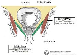 The piriformis is the main muscle which forms the posterolateral walls of the pelvic cavity. Muscles Of The Pelvis Teachmeanatomy