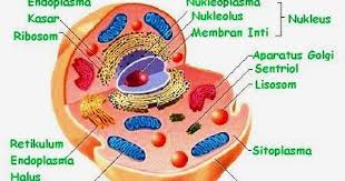Organel Sel Hewan Fungsi Struktur Gambar Terlengkap Sel Hewan Membran Sel Model Sel
