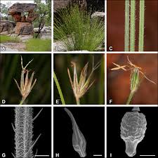 Image result for Zulustylis