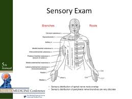 Radiculopathy Vs Peripheral Neuropathy