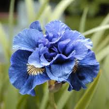 5 Count Iris Bulbs Lowes Com Unusual Flowers Easy To Grow Bulbs Violet Flower