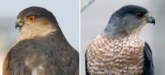 That is where i've learned most of my id knowledge. Sharp Shinned Hawk And Cooper S Hawk Feederwatch