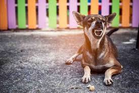Oleh sebab itu, tindakan pencegahan perlu dilakukan agar penyebaran penyakit infeksi dapat dihentikan. Rabies Penyebab Dan Gejala Rabies Pada Hewan