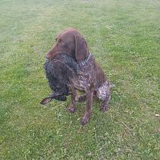 Image result for německý ohař krátkosrstý