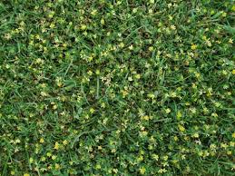 Annuals complete their life cycles in one season by flowering. Weed Of The Month Lesser Trefoil Lancashire Lawncare