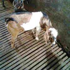 Kambing kurban.kabar baik semuanya.semoga semuanya senang selalu ya.(bantu subscribe ya).matur nuwun.moh. Kandang Kambing Modern Dengan Tratak Daging Kambing