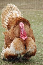 Birds That Look Like Turkeys Pin By Zepa Farm Club On Turkeys Turkey Breeds Types Of Poultry Rooster Breeds