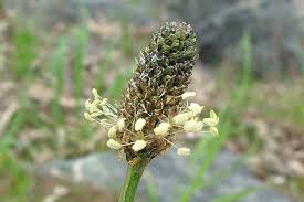 Image result for Empogona lanceolata