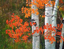Aspen Branch Paint This Aspen Trees Tattoo Tree Painting Aspen Trees