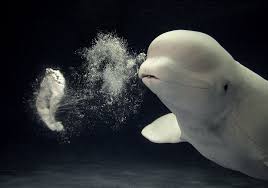 Lovely Bubbly Beluga Whales Are The Ocean S Cleverest Creatures But They Aren T Above A Spot Of Fun Whale Animals Beautiful Animals