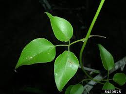 Image result for Jasminum fluminense