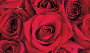 Hanya warnanya yang ungu dan putih menjadi tampak indah. Gambar Kebun Bunga Mawar Merah Karena Disana Telah Menyuguhkan Pemandangan Mawar Yang Bercorak Warna Merah Putih Makna Dari Bu Mawar Merah Bunga Mawar Ungu