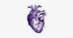 This model shows an anatomical heart with codominance. Anatomical Heart By Dandelionnwine Human Heart Drawing Transparent Png 375x360 Free Download On Nicepng